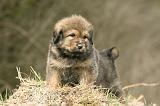 DOGUE DU TIBET 395